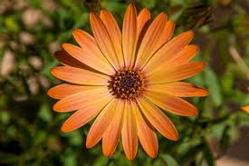 Image result for Osteospermum