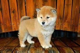 While we at my first shiba inu advocate for saving rescues whenever possible, we also understand that there are certain families who specifically search for shiba inu puppies. Shiba Inu Puppy Price Usa Off 59 Www Usushimd Com