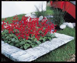 Image result for Salvia coccinea