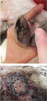 Looking for online definition of myasis in the medical dictionary? A Formulation Of Neem And Hypericum Oily Extract For The Treatment Of The Wound Myiasis By Wohlfahrtia Magnifica In Domestic Animals Springerlink