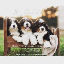 California puppies has a growing network of bernedoodle breeders in california but in case there are no puppies ready for rehoming right now, we can still help you find one in any of the 48 lower states in which we operate. Bernedoodle Puppies For Sale Publications Facebook