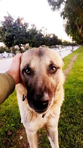 Hoyrat Kangal Dog Bigdog Benimgozumden Aslan Kopek Resim Cift Resimleri