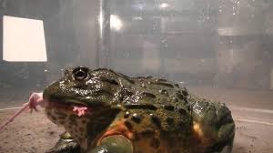 We did not find results for: Giant African Bullfrogs Eating Everything In Sight Including Mice Youtube