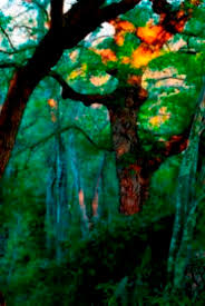 Image result for Acacia rovumae