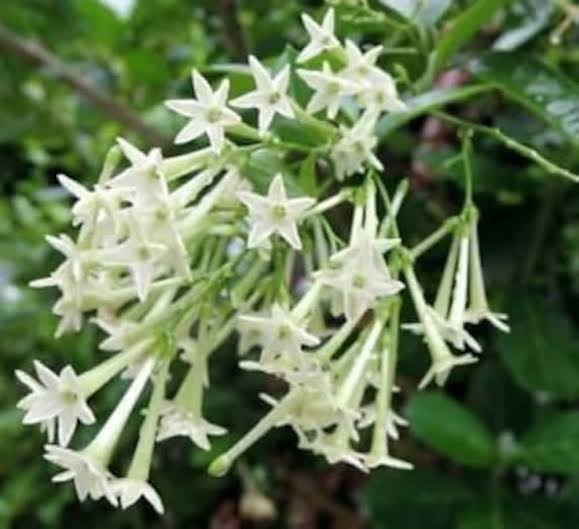 Raat Ki Rani (Night-Blooming Jasmine)