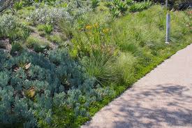 Image result for Falkia oblonga