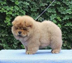 Corgi chow mix puppy images dogs and puppies chow chow puppy dog mixes animals puppies puppy pictures easiest dogs to train. Chow Chow Puppies Breeder Home Facebook