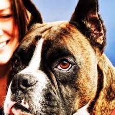 That's why you can trust our pet sitters to take such loving and thoughtful care of your babies while you're away from home. House Sit Pictures By Boulderco Tonka Dog Training Near Me House Sitter Dogs