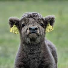 Pin By Tiffany Michelle On My Cows Mini Cows Cute Cows Cute Baby Animals