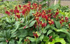 Image result for Spigelia