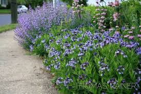 Amzonia Nadrenska Blue Ice Amsonia Tabernaemontana Albamar In 2020 Plants White Flower Farm Blue Garden