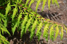 Image result for argyresthia thuiella thuja symptoms