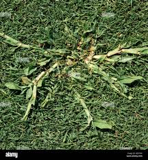 Image result for Digitaria compressa