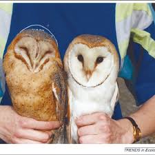 Colour Variation In Barn Owls Tyto Alba The Individual On The Left Download Scientific Diagram
