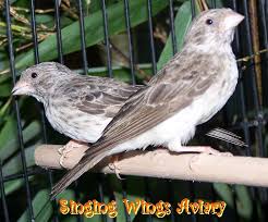 Bird With Red Head And Gray Body Gray Singing Finch Images Finch Pets African Grey