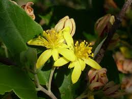 Image result for Grewia monticola