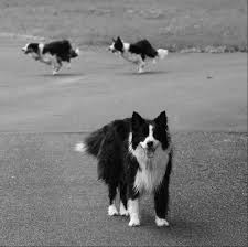 Black And White Sheep Herding Dog Uploaded From Our Facebook Page Http Www Facebook Com Tricktraining Border Collie Collie Border Collie Dog