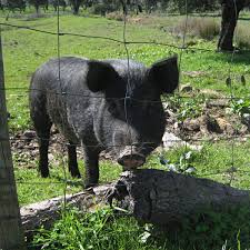 Idioms yes, and pigs might fly! Black Iberian Pig Wikipedia