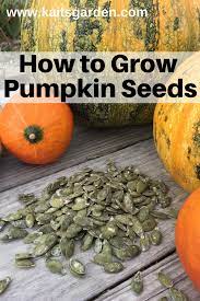 How To Grow Pumpkin Seeds Kaits Garden Growing Pumpkins Pumpkin Pumpkin Seeds