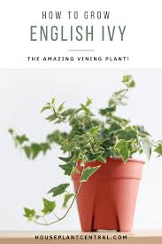 English ivy, the evergreen climbing vine that is most commonly found outside, can substantially reduce the amount of mold in the air of your home, according to research presented to the american college of. Caring For English Ivy Hedera Helix Houseplant Central