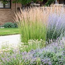 Karl Foerster Feather Reed Grass American Meadows Feather Reed Grass Tall Grass Landscaping Ornamental Grasses