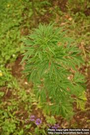 Image result for Leonurus japonicus