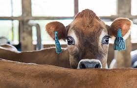 What Are The Differences Between Jersey And Holstein Cows United Dairy Industry Of Michigan