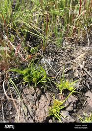 Image result for Cyperus squarrosus
