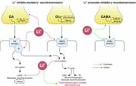 My psychiatrist called for an ammonia blood test which came out high, so. Potential Mechanisms Of Action Of Lithium In Bipolar Disorder Springerlink
