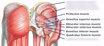 The gluteus maximus — that is your butt for the uninitiated — is the largest muscle in the body. Muscles Behind Gluteus Maximus Diagram Quizlet