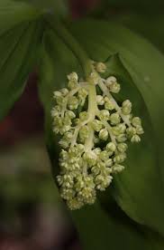 Image result for Secamone racemosa