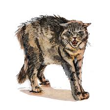 What recourse do i have? Feral Vs Stray Cats Meaning What Is A Feral Cat