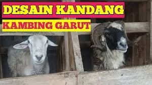 Demikian artikel mengenai desain dan dambar kandang kambing modern dan sehat semoga bermanfaat ( bertaniorganik.com, 2019). Ternak Kambingvlip Lv