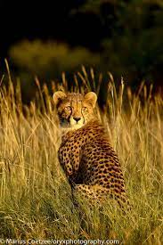 Pin On Charming Cheetahs