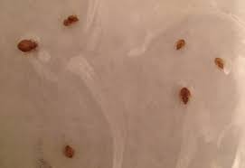 Image result for bed bugs droppings