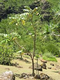 Image result for Polyscias kivuensis