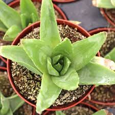 Image result for Aloe pienaarii
