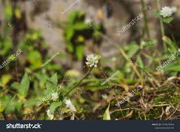 Image result for Alternanthera caracasana