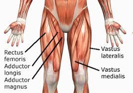 Many muscles derive their names from their anatomical region. Human Anatomy Muscles How Muscles Are Named Why