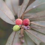 Image result for Englerophytum magalismontanum