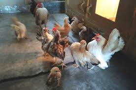 Maybe you would like to learn more about one of these? Produktivitas Serama Tinggi Medanbisnisdaily Com