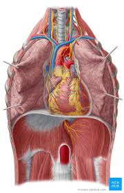 Where the heart is located in the body. Heart Auscultation And Percussion Anatomy And Technique Kenhub