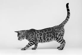 A kitten's life is all about play. When Rough Play Gets Out Of Hand Catwatch Newsletter