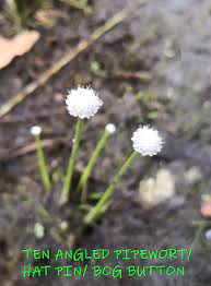 Pin On Flower