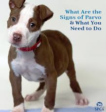 What Are The Signs Of Parvo What You Need To Do