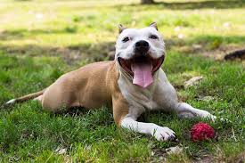 That's because with either method, the chicken could have at least temporarily warmed up to a temperature higher than 40. How Long Can You Keep Your Dog Outside American Kennel Club