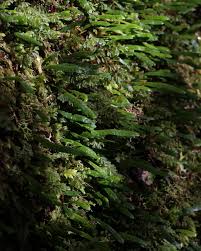 Image result for Grammitis