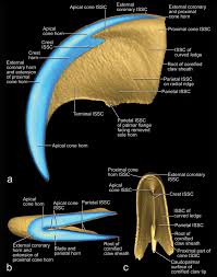 Cat can shed claw once every few months so don't be afraid if you find any cat claws in your floor, as long as it is not broken and your cat doesn't show any pain. The Structure Of The Cornified Claw Sheath In The Domesticated Cat Felis Catus Implications For The Claw Shedding Mechanism And The Evolution Of Cornified Digital End Organs Homberger 2009 Journal