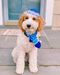 Find your new goldendoodle puppy at kaos farm goldendoodles in nc. Goldendoodle Puppies For Sale Peters Puppies Near Raleigh Durham