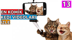 Komik Kediler 13 En Komik Kedi Videolari Izle 13 Funny Cat Videos 13 Youtube